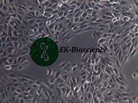 哪里有ARPE-19细胞？