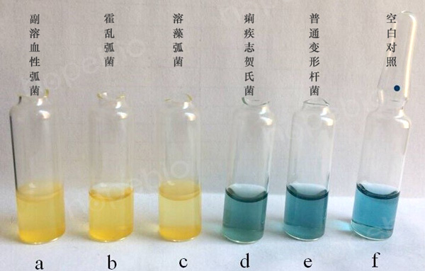 3%氯化钠甘露醇发酵管原理和使用方法