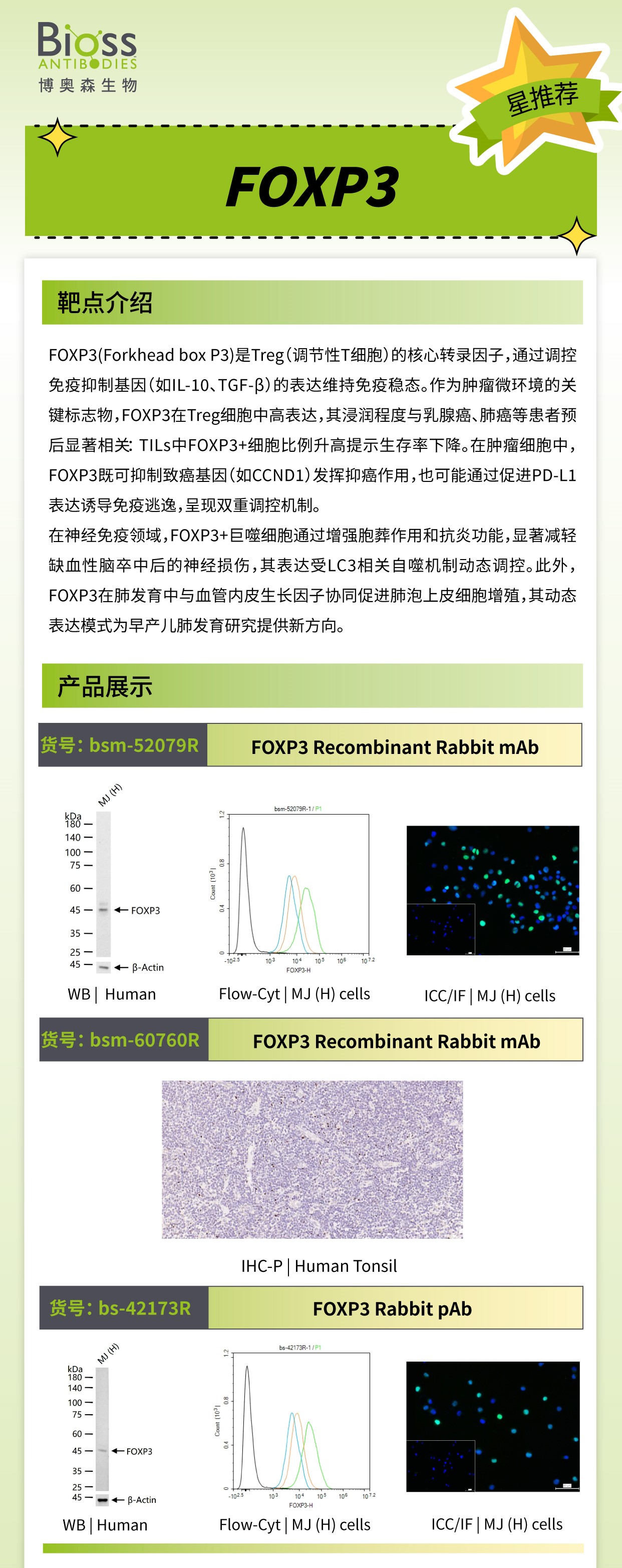 Bioss 星推荐 | FOXP3 抗体