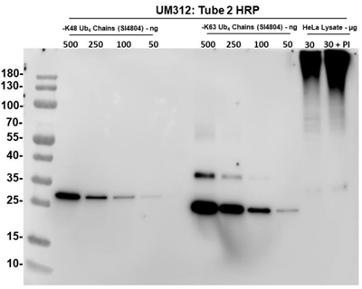 [干冰]TUBE 2(HRP标签)-促销来袭，科研好物低价抢！