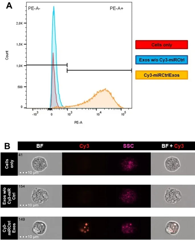 细胞摄取 细胞摄取