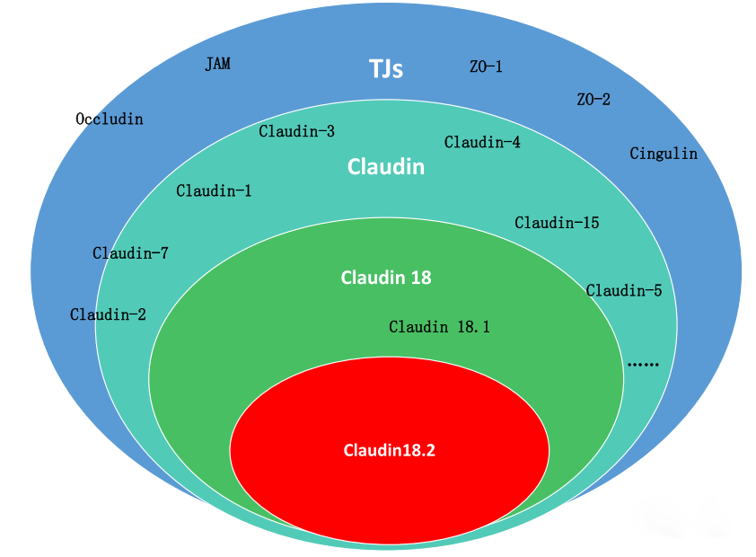 肿瘤靶点的“新宠”-Claudin18.2抗体