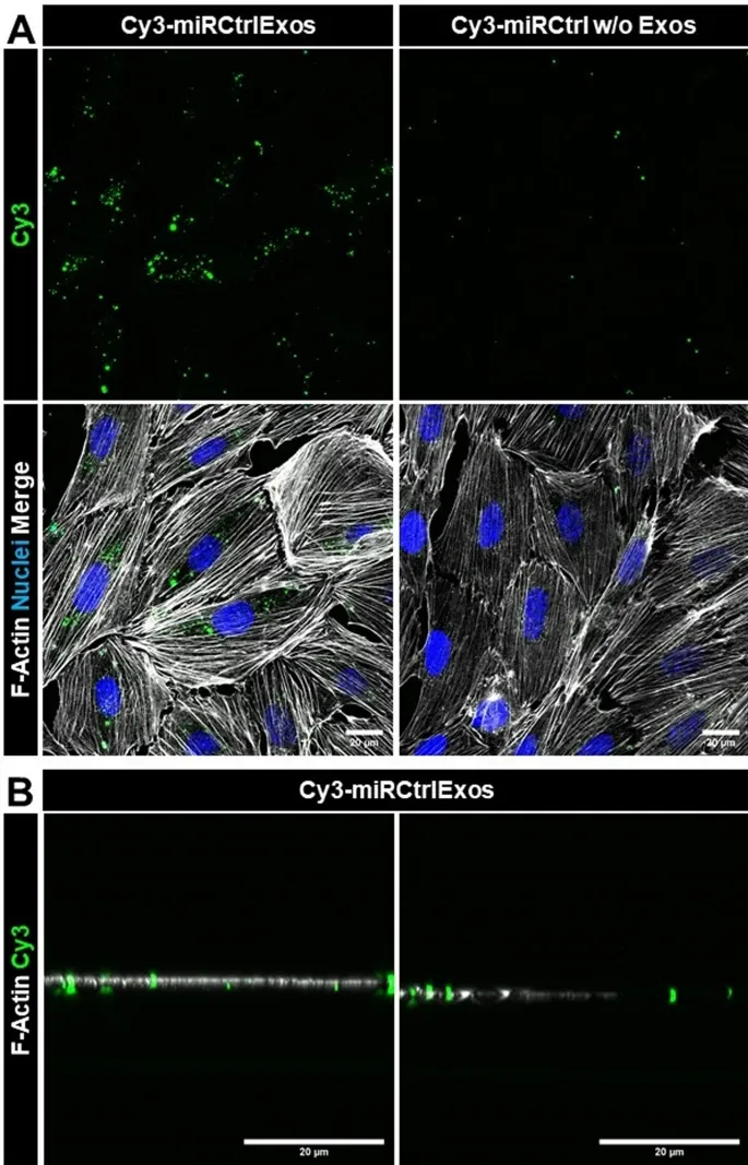 外泌体表征 外泌体表征