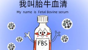 我叫胎牛血清 | 简称 “ FBS ” 细胞界的黄金搭档