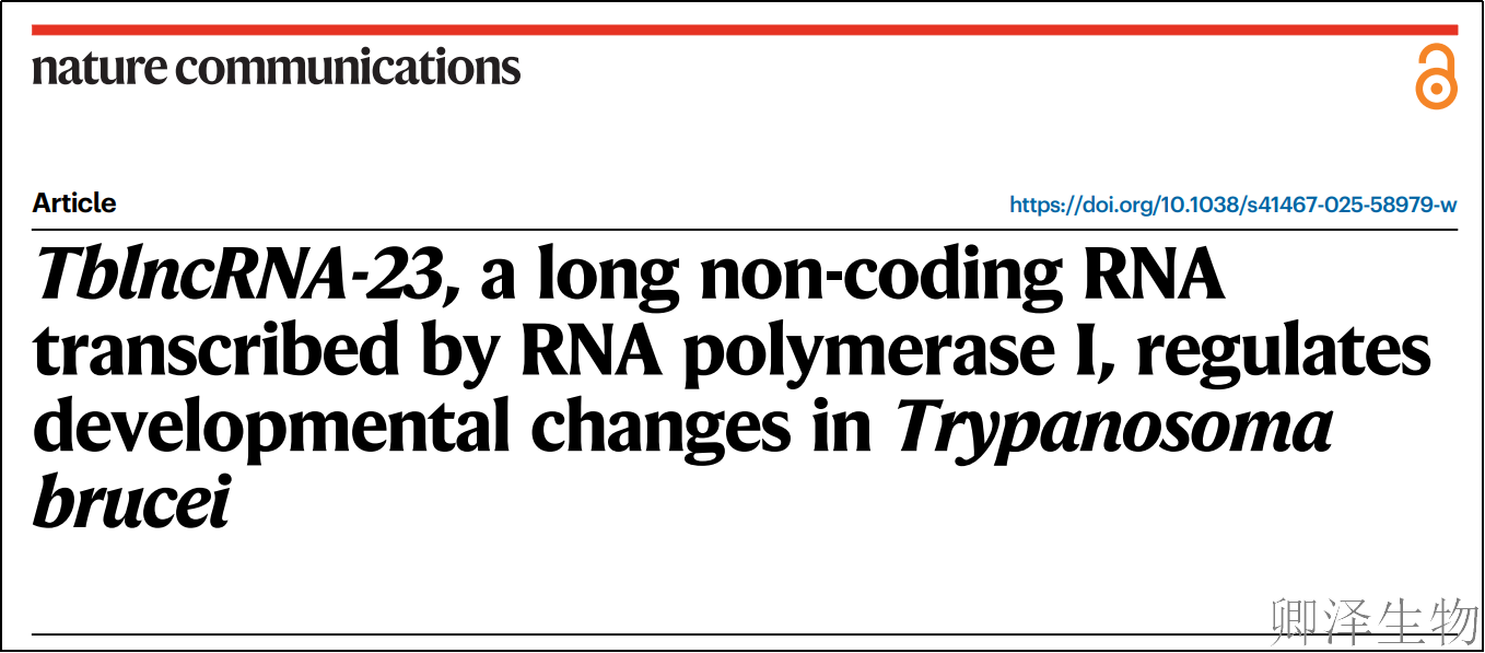 【科学前沿】 | 布氏锥虫的“隐形指挥家”：长链非编码RNA如何掌控寄生虫的命运？