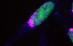 [干冰]TUBE 2(TAMRA标签)，科研试剂超值购