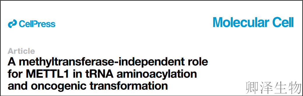 【Polysome技术文献】METTL1在肉瘤发生中的非甲基转移酶依赖性作用