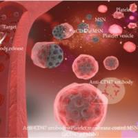 负载肉桂醛和声敏剂（IR780）的介孔二氧化硅纳米颗粒被血小板膜包裹 CA/IR780@MSNs@PM