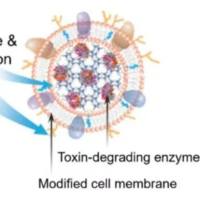 负载声敏剂Ce6和Fe3O4的纳米颗粒被胶质母细胞瘤细胞膜包裹 Ce6/Fe3O4@NPs@GBM