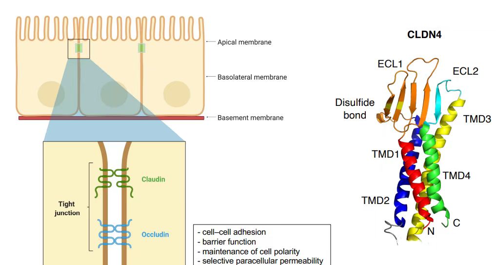 肿瘤靶点的“新宠”-Claudin18.2抗体