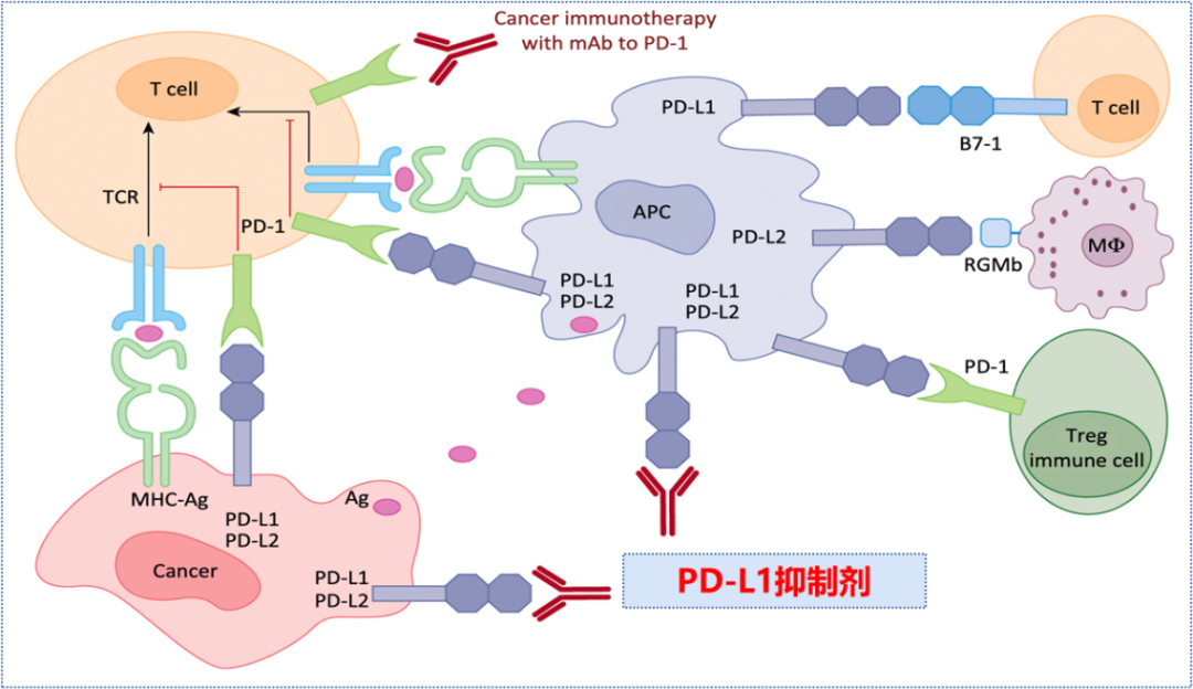 Anti-Human PD1 antibody (Budig