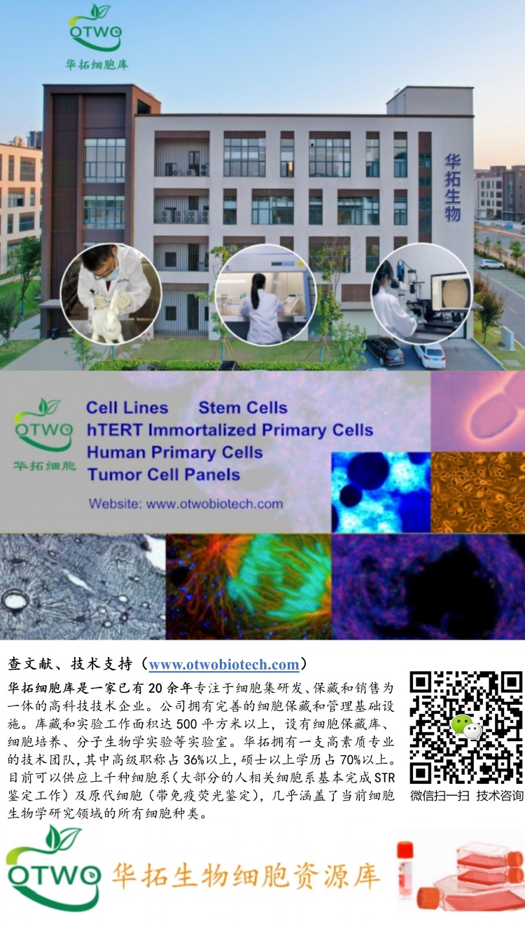 HGFs人牙龈成纤维细胞|HGFs细胞|永生化