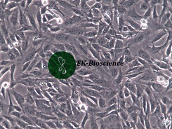 BEAS-2B细胞培养基