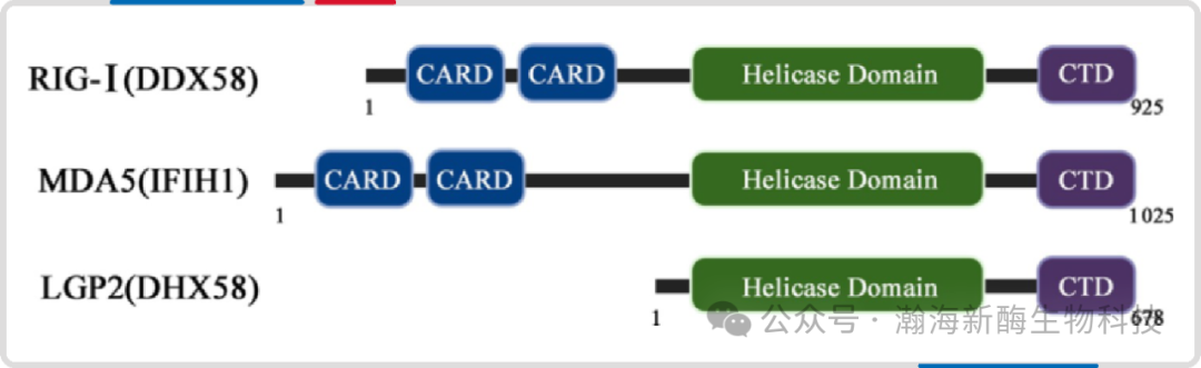 RIG-I 如何实现 dsRNA 的精准识别与信号转化？