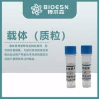pEnCMV-Acsm5(mouse)-FLAG-IRES2-EGFP