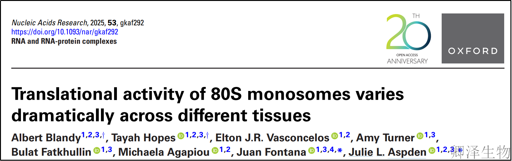 【新研究速递】 | 果蝇不同组织中80S单核糖体的翻译活性竟然大不同！！