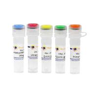 BeyoCRISPR™ sgRNA筛选试剂盒(替身报告基因法)