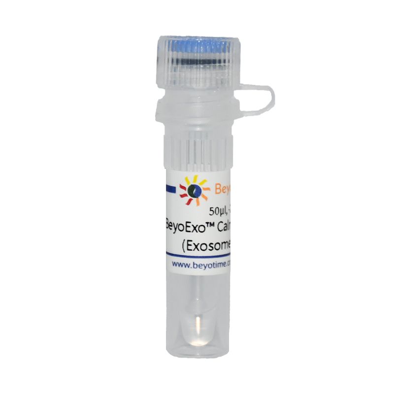 BeyoExo™ Calnexin Rabbit mAb (Exosome Validated)