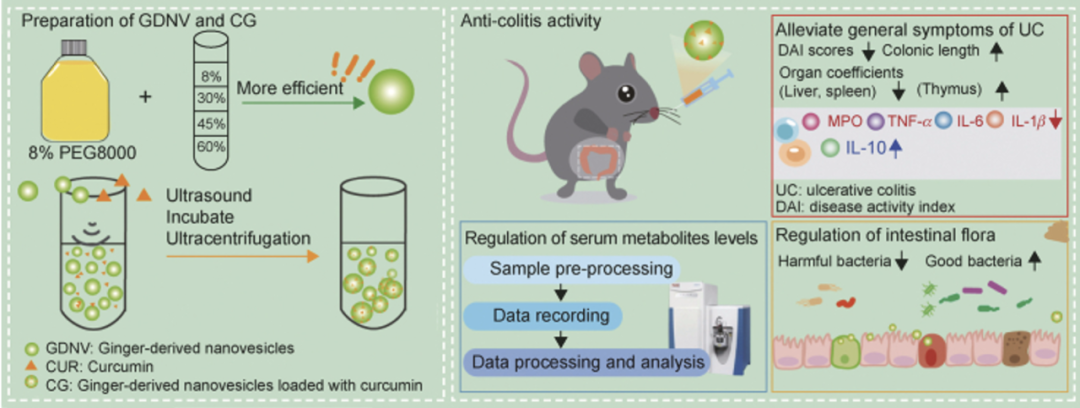 传统草药的纳米革新：植物胞外囊泡（EVs）