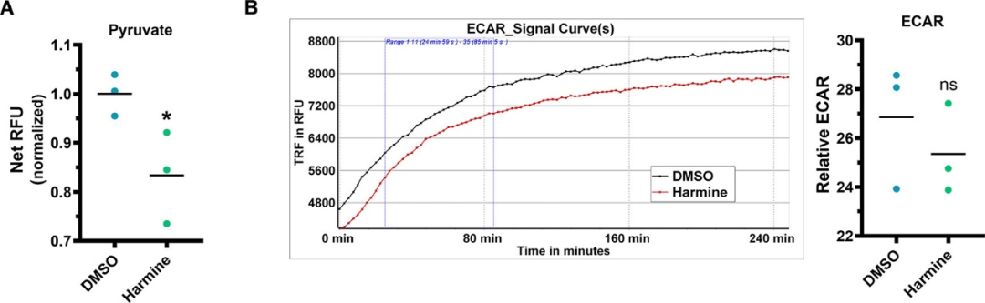 Meta-Ready细胞能量代谢分析仪推动突破性发现：天然化合物Harmine通过增强代谢耦合促进神经元轴突再生