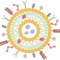 负载塞来昔布的脂质体被GP100肽修饰 Celecoxib@Liposome-GP100