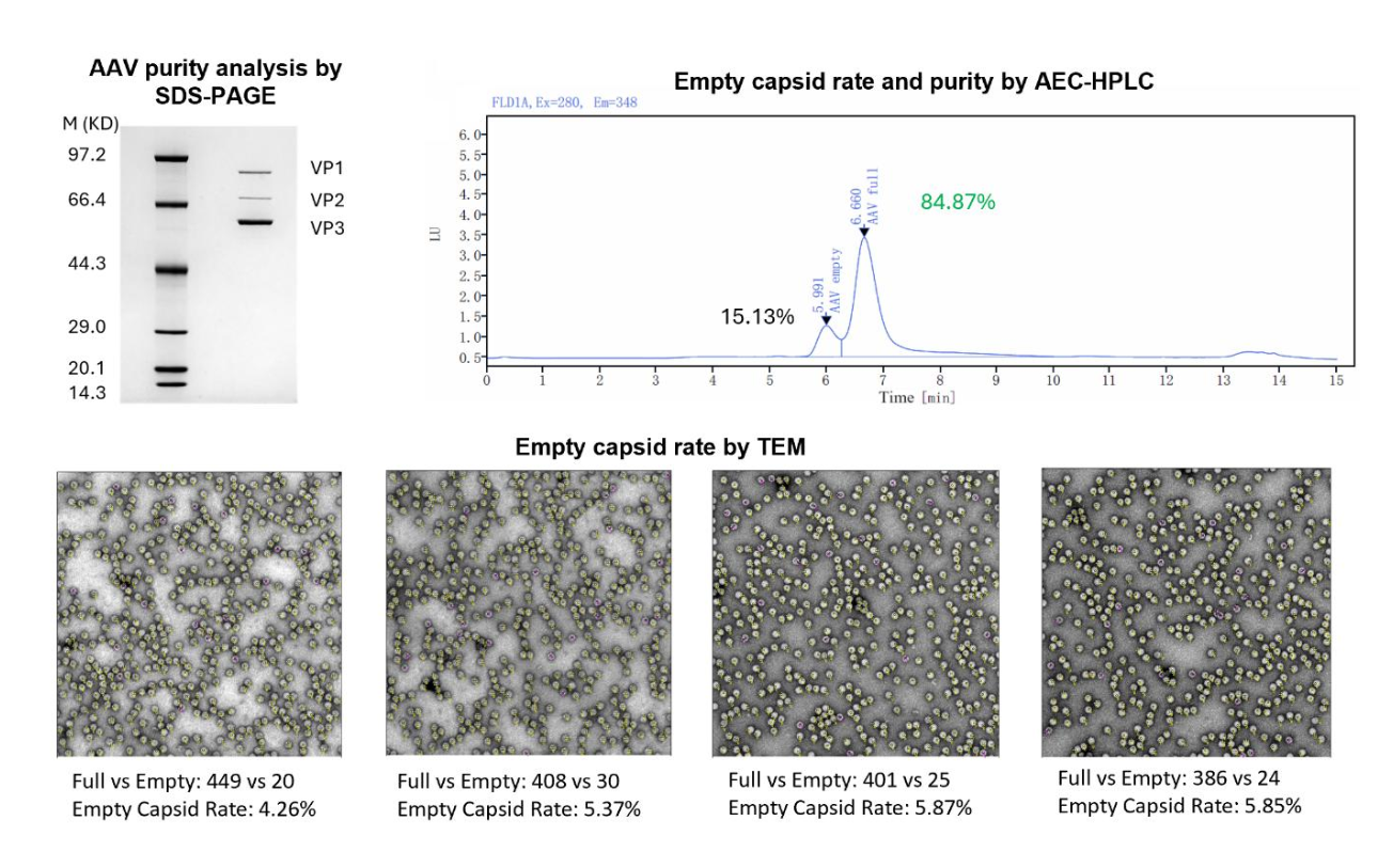 AAV病毒包装