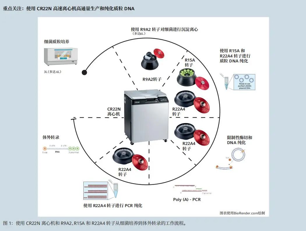 mRNA研发的基石！质粒高效分离方案