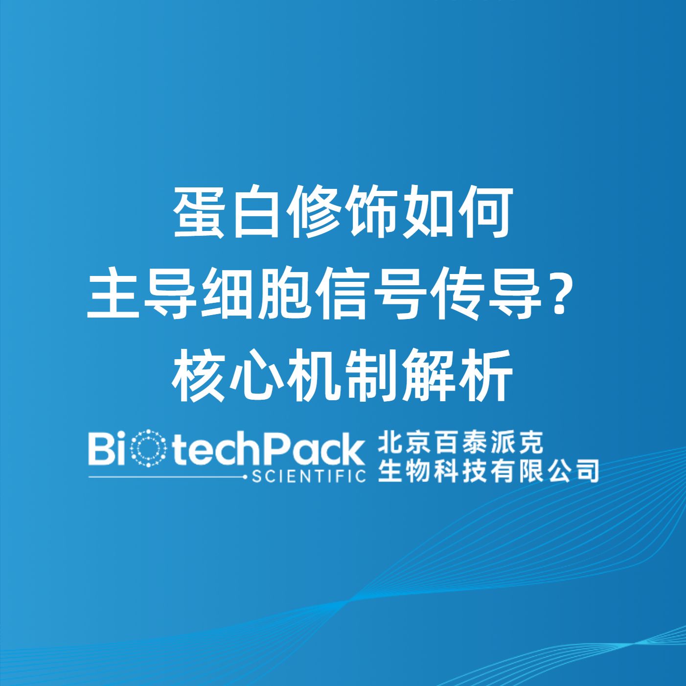 蛋白修饰如何主导细胞信号传导？核心机制解析