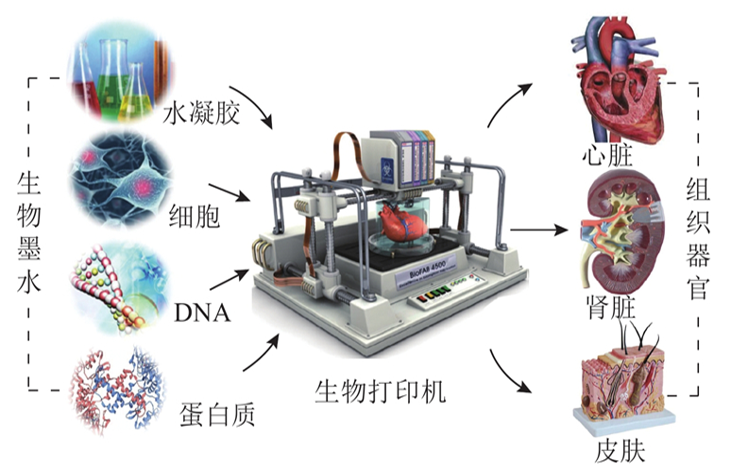 生物3D打印类器官的原理