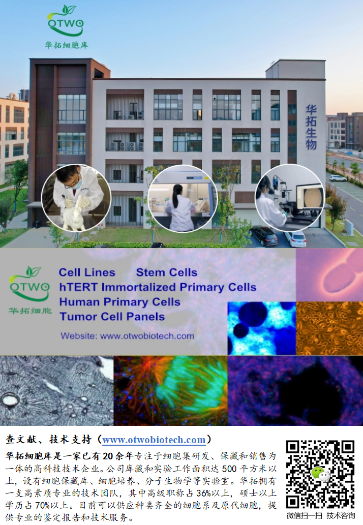 C166小鼠血管内皮细胞|C166细胞|永生化、小鼠血管内皮