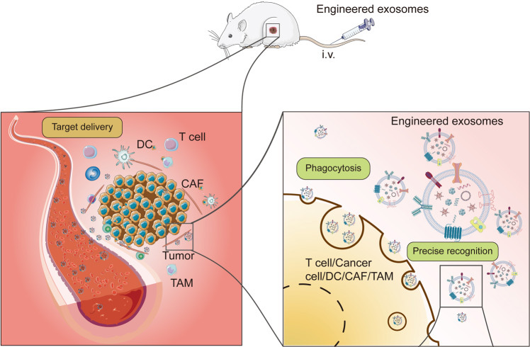 工程化外泌体/外泌体工程化修饰/外泌体表征