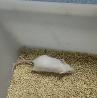 新生鼠胆红素脑病