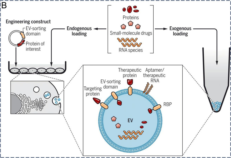 工程化外泌体/外泌体工程化修饰/外泌体表征