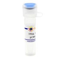 pCMV-jGCaMP7b (高亮度钙离子荧光探针)