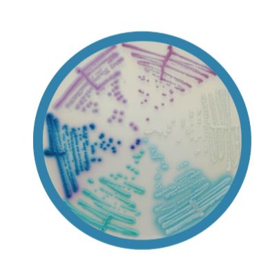 Chromagar法国科玛嘉 显色培养基,增补剂,预制平板,选择性培养基