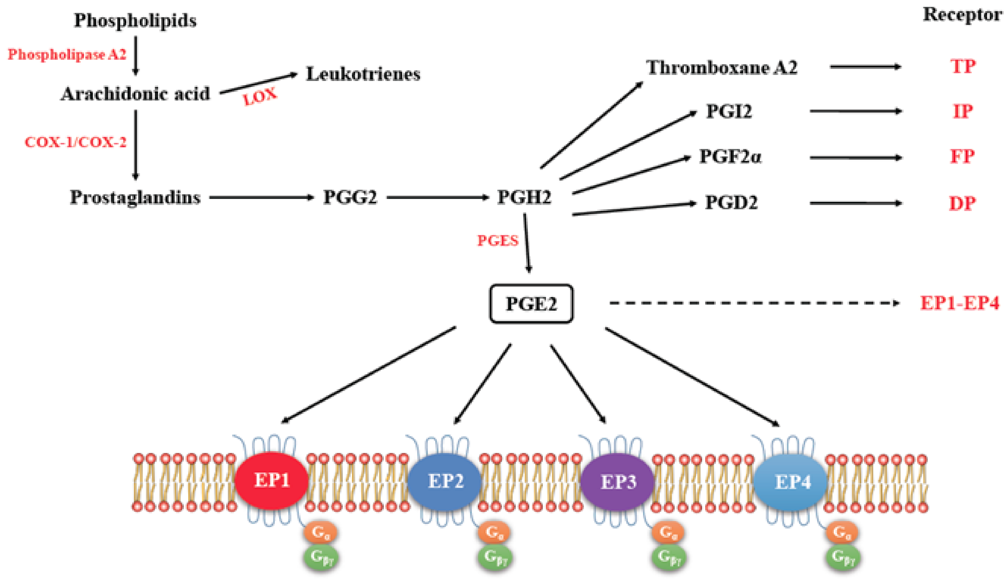 EP4受体：疾病治疗的新兴靶点