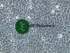 BxPC-3细胞价格货期