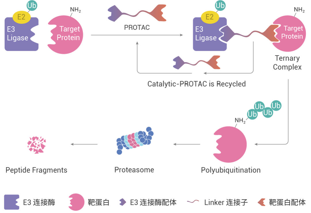 藥物篩選在PROTAC中的應(yīng)用_MedChemExpress(MCE 中國)