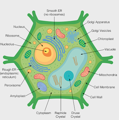 细胞分裂素的分类可分为两大类