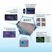 “芯空一号”解码微观世界全景图—— 组织芯片/ 空间转录组测序/单细胞原位空间基因(蛋白)组检测技术/ 组织多色免疫荧光/ 单细胞原位空间蛋白组/ 空间蛋白转录组测序技术/单细胞原位分析技术