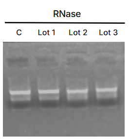 上新 | 翌圣酵母表达DNase l，告别RNA提取中的DNA污染困扰