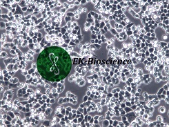 C-33A细胞技术资料