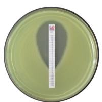 利飞驰Liofilchem 抗生素最小抑制浓度检测条,MIC药敏测试条