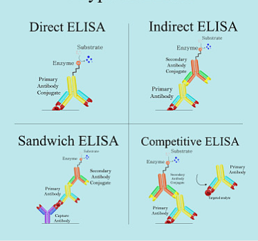 如何提升ELISA检测的精准性：关键要素与优化策略