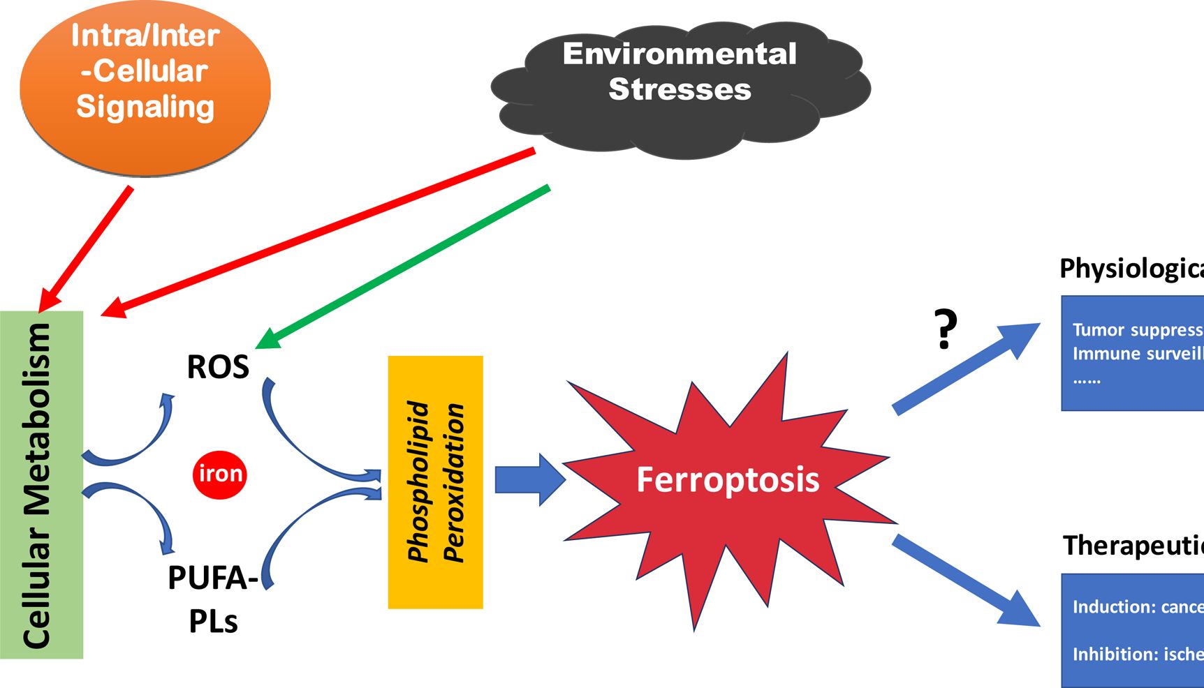 一文搞懂铁死亡（Ferroptosis）