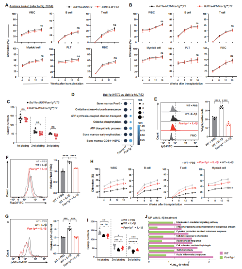 造血干细胞老化之谜：Bcl11a 的双重作用