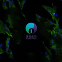 小鼠子宫平滑肌细胞