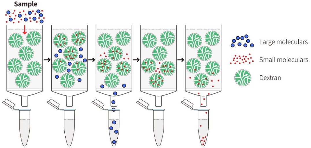 BeyoDesalt™ 6FF脱盐柱(Fine, 70ml)