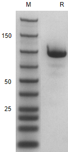 Recombinant Human ALPG /hFC Pr