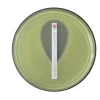 利飞驰Liofilchem 抗生素最小抑制浓度检测条,MIC药敏测试条